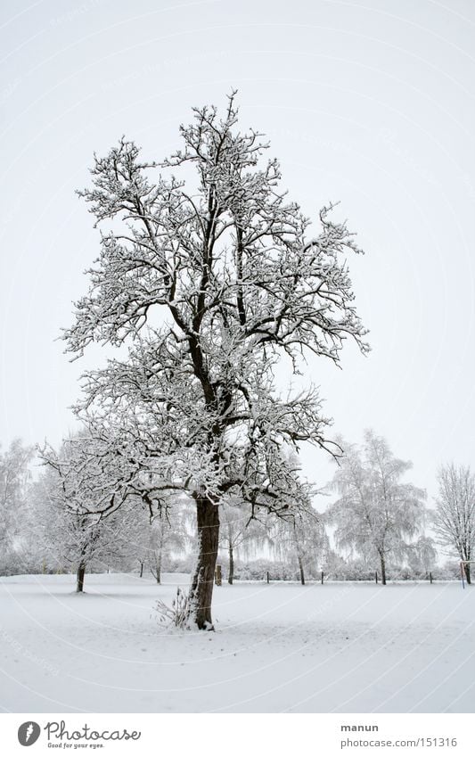 Winterbaum Schnee Frost Landschaft ruhig Natur grau weiß Waldrand Schneelandschaft Einsamkeit Eis Wetter Wintertag Winterstimmung Schneedecke kalt malerisch