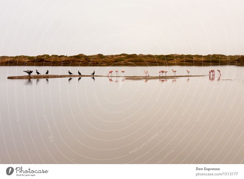 Kormorane und Flamingos Natur Landschaft Pflanze Tier See Wildtier Vogel Tiergruppe fliegen Fressen exotisch Wärme Glück Zufriedenheit Hintergrundbild Lagune