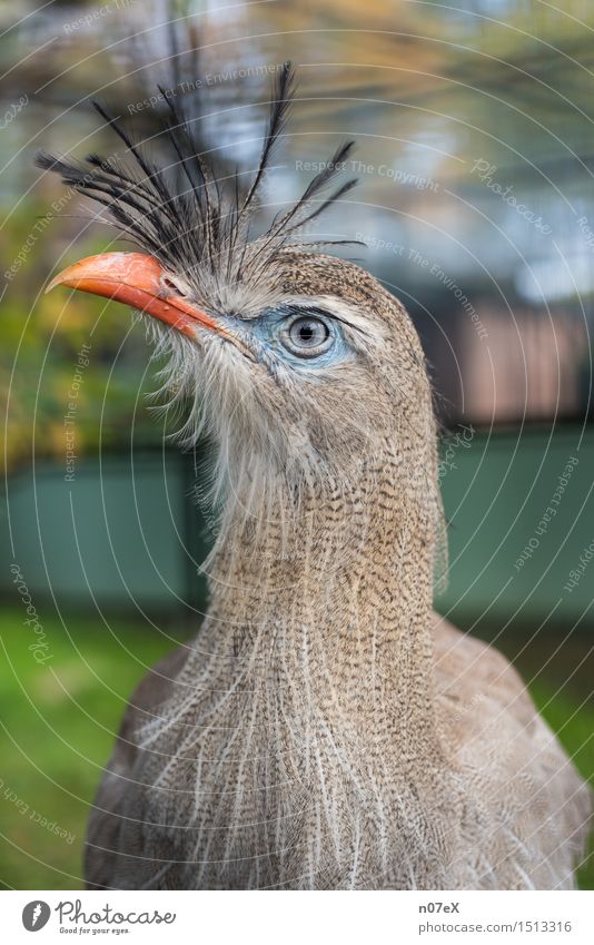 Vogel elegant exotisch Natur Tier Haare & Frisuren Punk Wildtier Zoo 1 beobachten Blick Coolness trendy schön blau grau grün orange Ehre Hochmut Stolz Schnabel