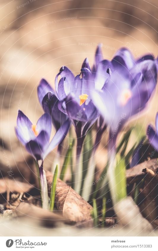 Sonnenanbeterinnen elegant Design Valentinstag Natur Pflanze Erde Frühling Schönes Wetter Blume Blüte Wildpflanze Krokusse Knollengewächse Blütenpflanze