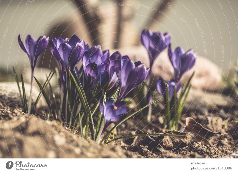 Gruppenstammtisch elegant Stil Design Valentinstag Muttertag Geburtstag Natur Pflanze Erde Frühling Schönes Wetter Blatt Blüte Wildpflanze Frühblüher Krokusse