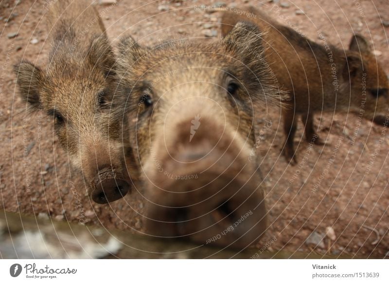 Wildschwein Tier Wildtier Zoo 3 Rudel Tierjunges wandern lustig intressiert Farbfoto Außenaufnahme Nahaufnahme Tag Weitwinkel Blick Blick in die Kamera