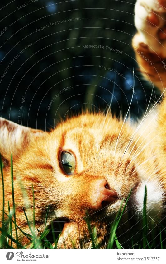 augenBlick Natur Tier Sommer Schönes Wetter Gras Garten Park Wiese Haustier Katze Tiergesicht Fell Krallen 1 beobachten liegen schön orange Tierliebe Kuscheln