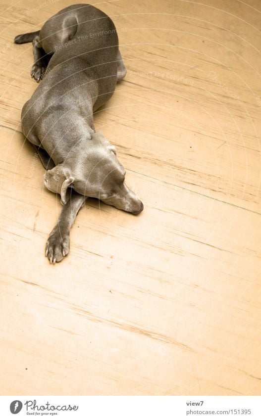 Ratte schön Fell Tier Hund Pfote 1 Erholung liegen schlafen ästhetisch authentisch dünn einfach muskulös braun rein ruhig Richtung zeigen Halbschlaf Weimaraner