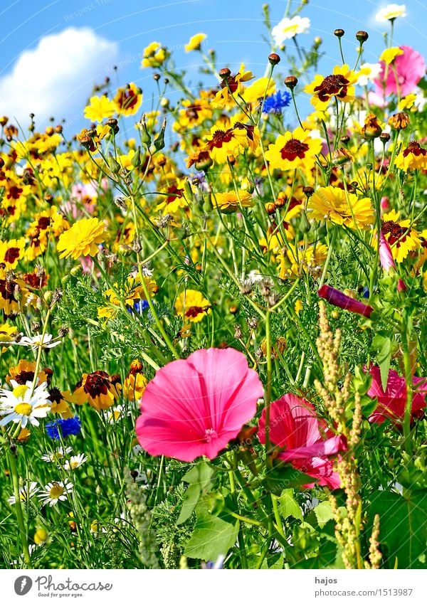 Bunte Blumenwiese Sommer Natur Schönes Wetter Blüte Wildpflanze Wiese Idylle Malve Artenvielfalt bunt Farbfoto Außenaufnahme Menschenleer Textfreiraum oben Tag