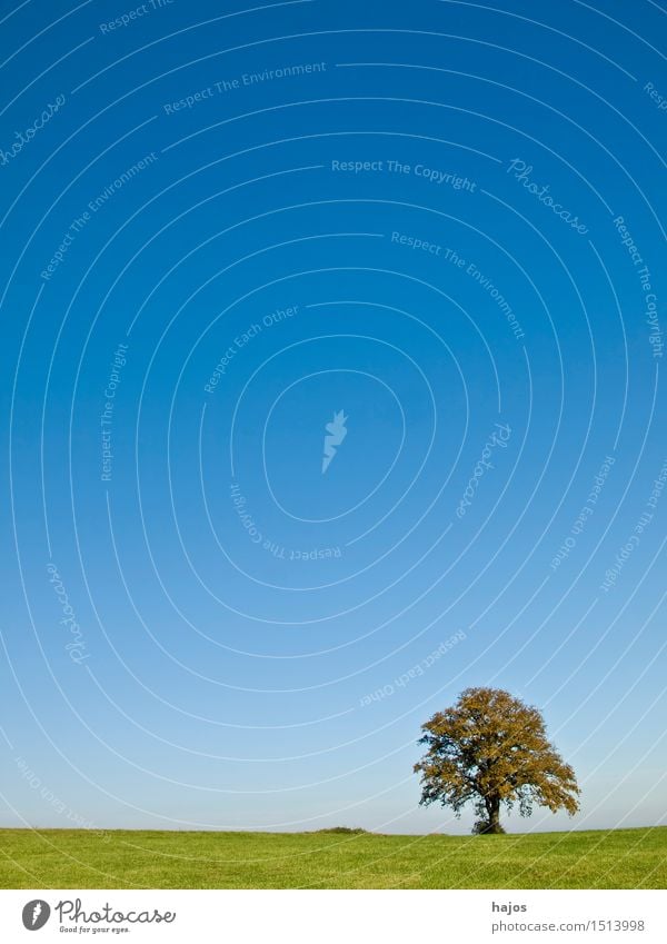 Alter Baum auf grüner Wiese Sommer Natur Wolkenloser Himmel Schönes Wetter Idylle Umwelt alt Eiche blau einsam einzeln Textraum Hochformat Farbfoto