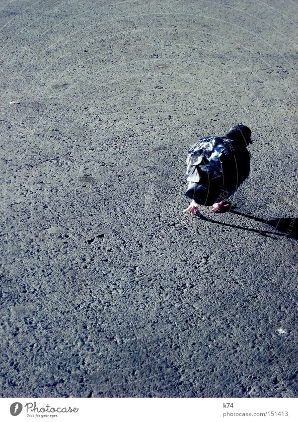 citybird 3 Spaziergang Taube Straße Teer Asphalt Schatten Vogel Schnabel Feder Krallen gehen verwegen Wildtier wild schäbig unordentlich