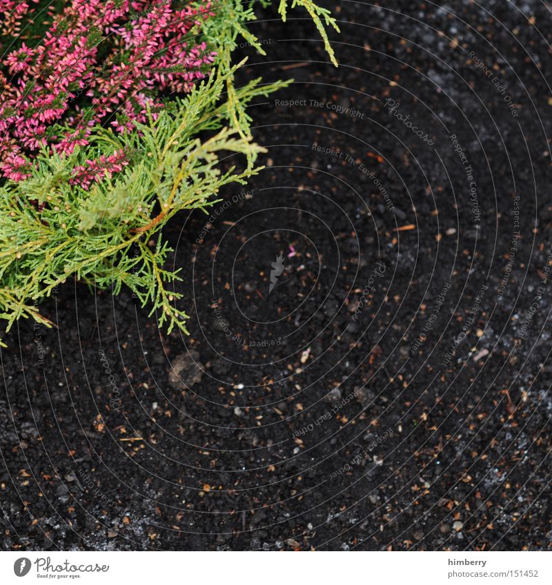 ecke mit was drin Beet Gartenbau Pflanze Natur Erde Park Landschaft Landschaftsformen Grab Grabstein Beerdigung galabau garten und landschaftsbau