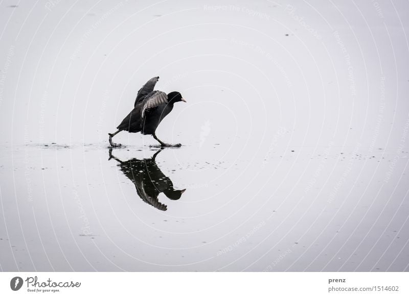 voll im Stress Umwelt Natur Tier Winter Klima Wetter See Wildtier Vogel 1 lustig grau Hühnervögel rennen schreiten flattern Eis Blässhuhn Farbfoto Außenaufnahme