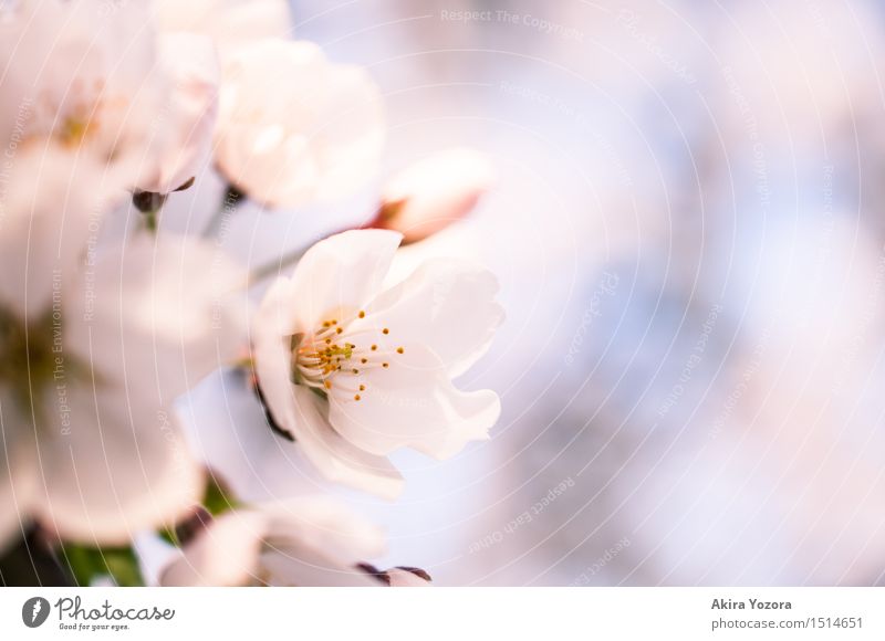 Gentle Touch Natur Frühling Schönes Wetter Baum Blüte Kirschblüten Kirschbaum berühren Blühend natürlich Wärme blau grün rosa weiß Frühlingsgefühle Verliebtheit