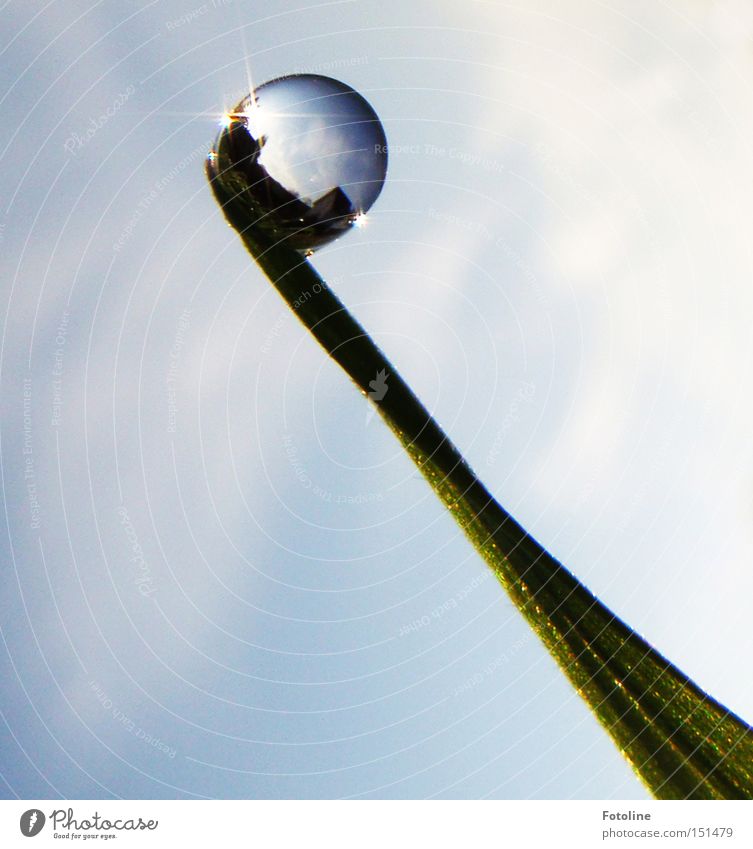 Kleines Universum III Herbst Wassertropfen Tropfen Gras Halm Himmel Sonne blau weiß Klarheit deutlich frisch Regen Tau Frühling Sommer grün