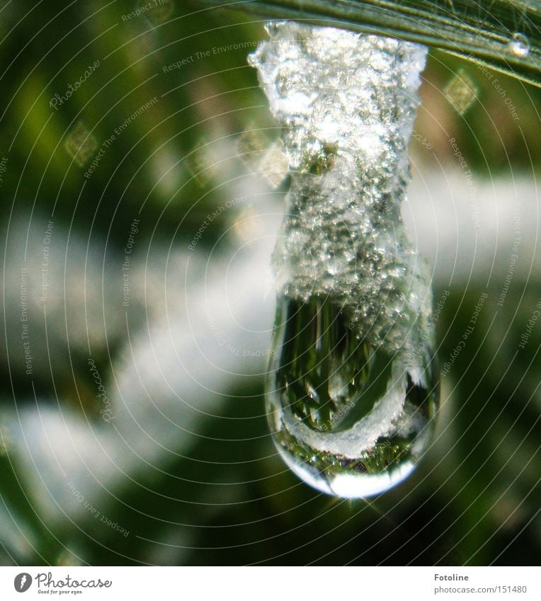 Geistreicher Genuß im Wintermantel Schnee Eis Wasser Wassertropfen Tropfen tauen Gras Wiese Rasen Klarheit Glas Reflexion & Spiegelung glänzend