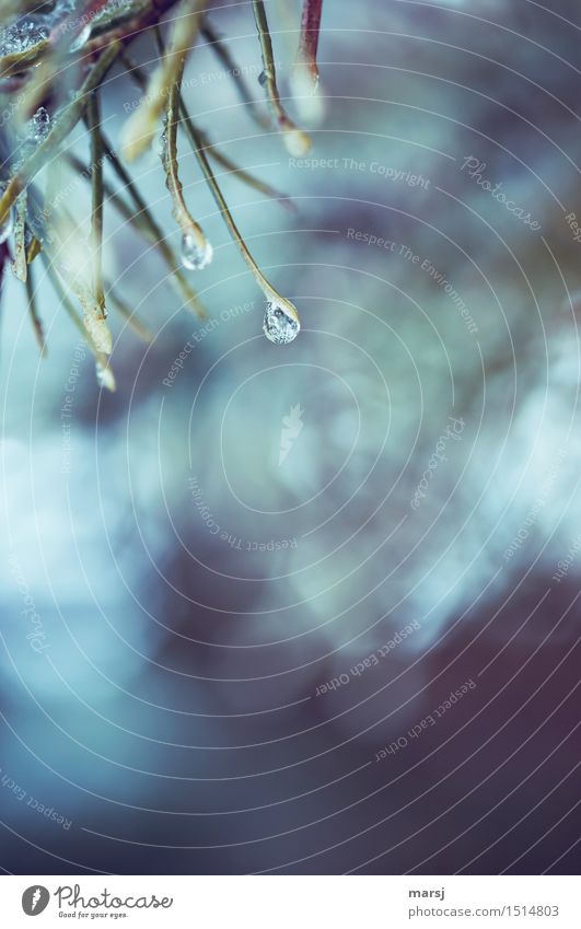 Zurück in die Eiszeit Natur Winter Frost Tannennadel Nadelbaum Eistropfen Tropfen hängen dunkel authentisch einfach gefroren Außenaufnahme abstrakt Menschenleer