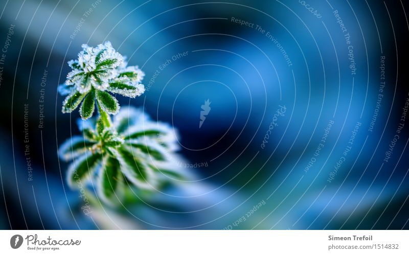 Winterkleid Natur Pflanze Herbst Eis Frost Blatt Grünpflanze Wiese frieren kalt blau grün Tod Senior Beginn Energie Entschlossenheit Vergänglichkeit Zeit