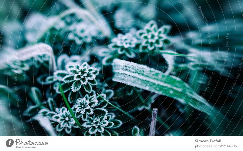 Winterkleid Natur Pflanze Herbst Eis Frost Schnee Gras Wiese Feld schlafen kalt Willensstärke Sorge Müdigkeit Erschöpfung Zukunftsangst Verbitterung Angst