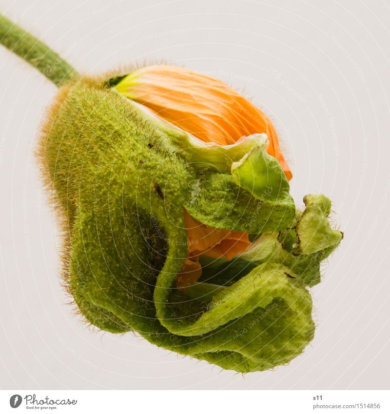 Mohn Knospe Pflanze Frühling Blume Blüte Blühend Duft leuchten schlafen frisch natürlich neu schön mehrfarbig grün orange Lebensfreude Frühlingsgefühle