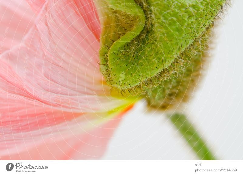 Entfaltung Pflanze Frühling Blume Blatt Blüte Mohn Blühend Duft elegant frisch Kitsch schön weich grün rosa Erfolg Kraft Willensstärke Glätte Behaarung