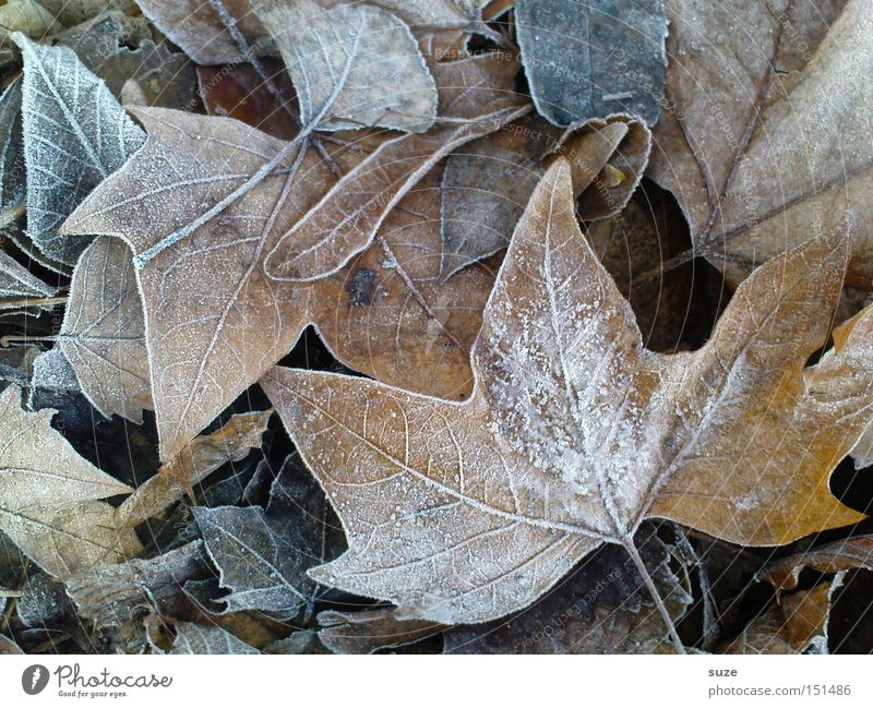 Reif für die Insel Herbst Blatt braun Vergänglichkeit Raureif Frost Herbstlaub Ahorn alt Farbfoto Gedeckte Farben Außenaufnahme Nahaufnahme Strukturen & Formen