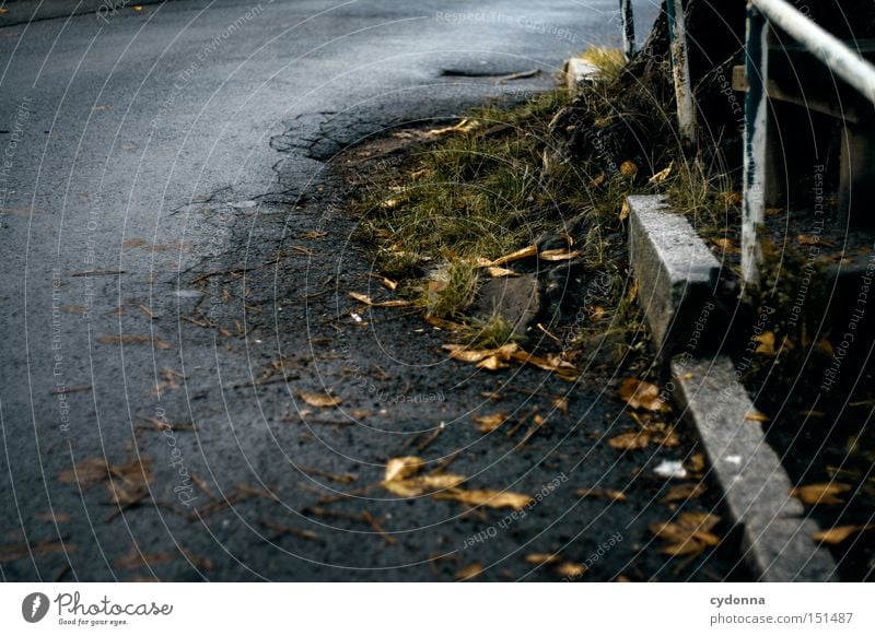 Und die Natur gewinnt doch wiedermal Straße Teer Asphalt brechen Wurzel Baum Kraft Naturgewalt verwandeln Raum Defensive Zerstörung Verkehrswege rückeroberung