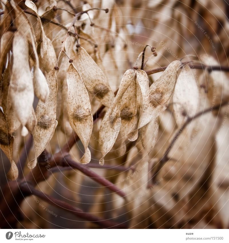 Herbstnasen Alternativmedizin Umwelt Natur alt trocken braun Stimmung Traurigkeit Sorge Trauer Tod Verfall Vergänglichkeit Ast Linde getrocknet vertrocknet