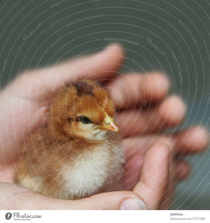 IN GUTEN HÄNDEN Haut Leben Freiheit Hand Tier Nutztier Vogel Küken Geborgenheit behüten 1 Tierjunges Liebe Sicherheit Schutz Ei Feder neugeboren zart klein