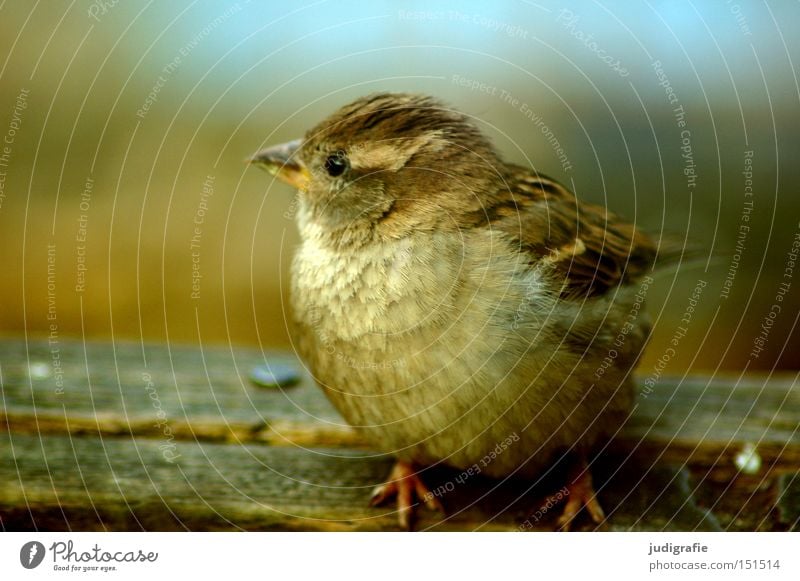 Spatz Vogel Tier klein Natur Umwelt Singvögel niedlich Federvieh Farbe