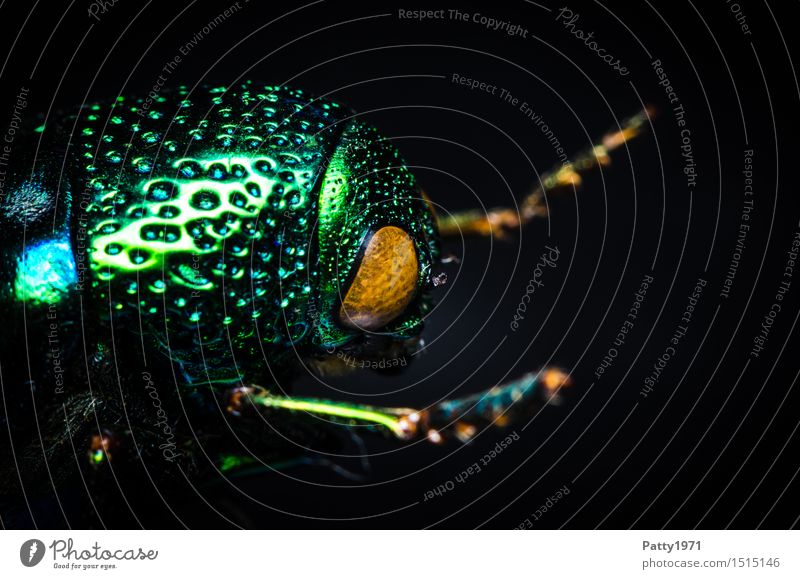 Prachtkäfer Käfer Buprestidae 1 Tier krabbeln glänzend grün bizarr Natur schillernd schimmern Asien Farbfoto Makroaufnahme Tierporträt