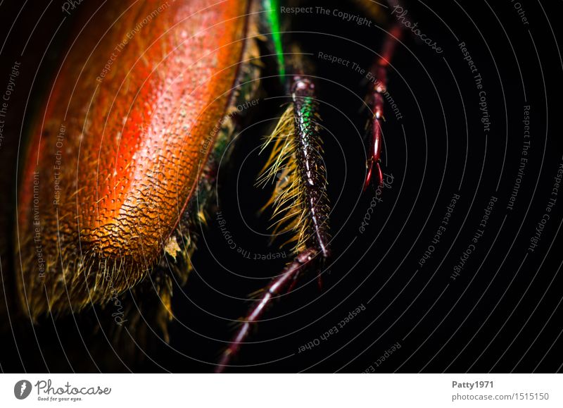 Rosenkäfer Käfer Beine 1 Tier krabbeln glänzend stachelig orange bizarr Natur schillernd schimmern Farbfoto Makroaufnahme