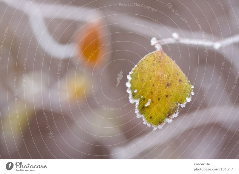 Frozen Leaf Blatt Frost gefroren Ast Eis grün Winter Photosynthese braun Makroaufnahme Nahaufnahme Schnee