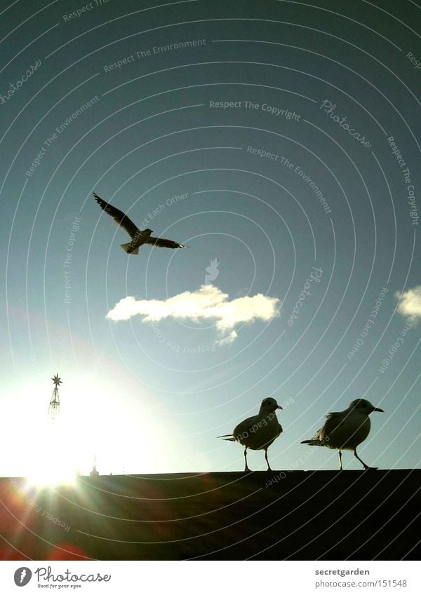 die drei muskeltiere. Möwe Schönes Wetter Mauer Silhouette Sonne flattern kalt Winter unten blau schwarz Gegenlicht Vogel Religion & Glaube