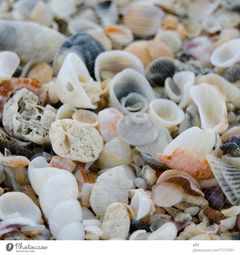 viele bunte Muscheln Natur Sonne Sommer schön Strand Ferien & Urlaub & Reisen Sammlung Suche Muschelschale leer Einsamkeit Angespült Spirale Schneckenhaus