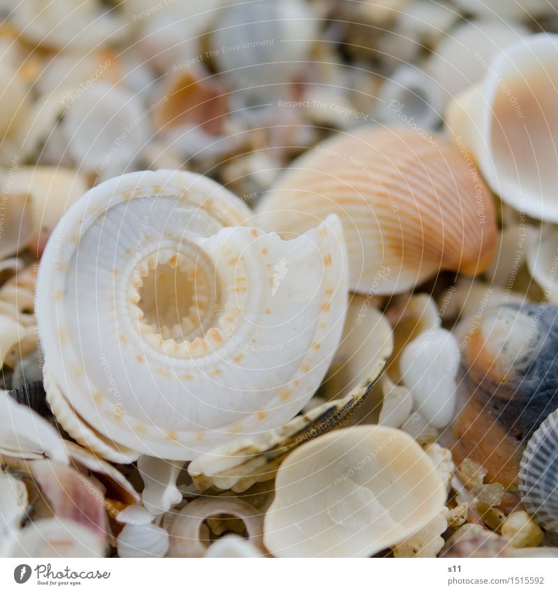 Haus zu verkaufen Umwelt Natur Sand Sonne Sommer Küste Totes Tier Muschel schön leer gehen Schneckenhaus Muschelschale Sandstrand Ferien & Urlaub & Reisen