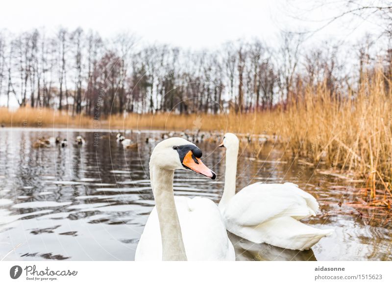 schwäne Tier Nutztier Vogel 2 Schwimmen & Baden positiv weiß Romantik Schwan Paar mühlenteich Teich See Küste Schilfrohr Entenvögel Rostock Farbfoto