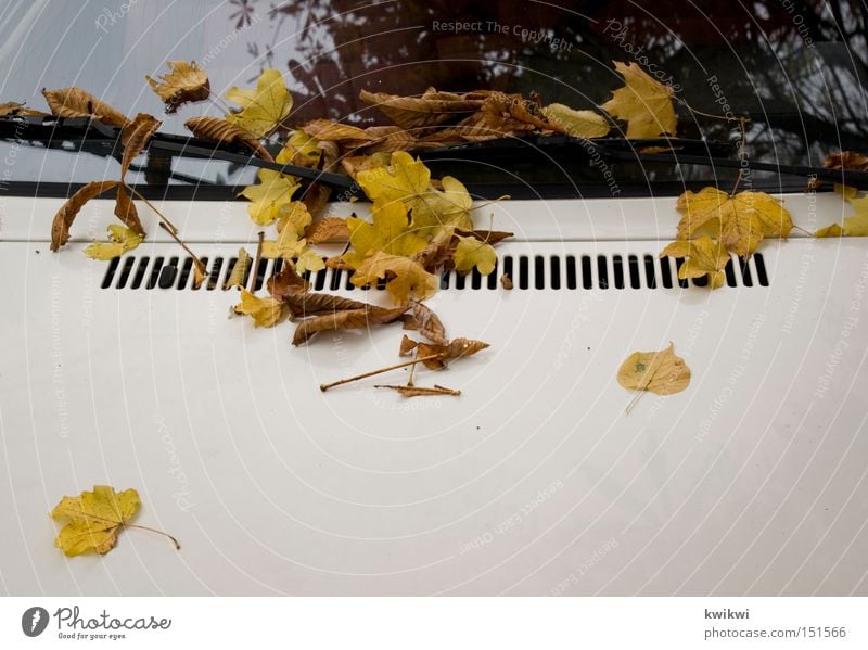 laubhaube Motorhaube Herbst Blatt KFZ Fensterscheibe Autofenster Scheibe Oktober PKW