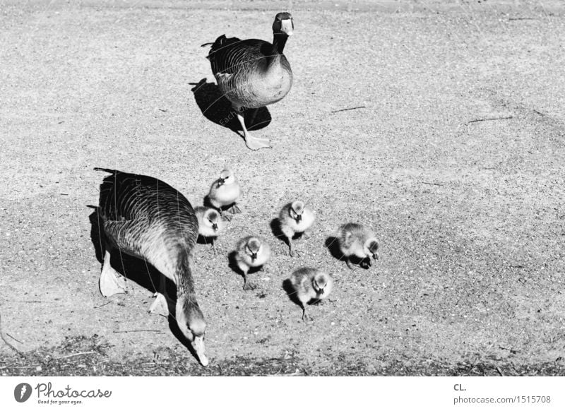 gänsemarsch Schönes Wetter Tier Wildtier Vogel Zoo Gans Küken Tiergruppe Rudel niedlich Zusammensein Tierliebe Natur Wege & Pfade Schwarzweißfoto Außenaufnahme