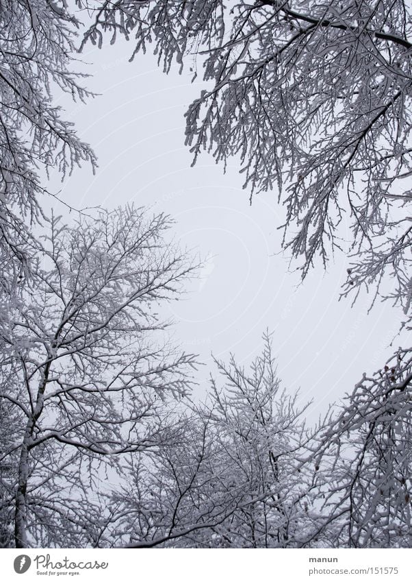 Winterwald II Farbfoto Schwarzweißfoto Außenaufnahme Textfreiraum Mitte Hintergrund neutral Morgen Tag Kontrast Starke Tiefenschärfe Froschperspektive