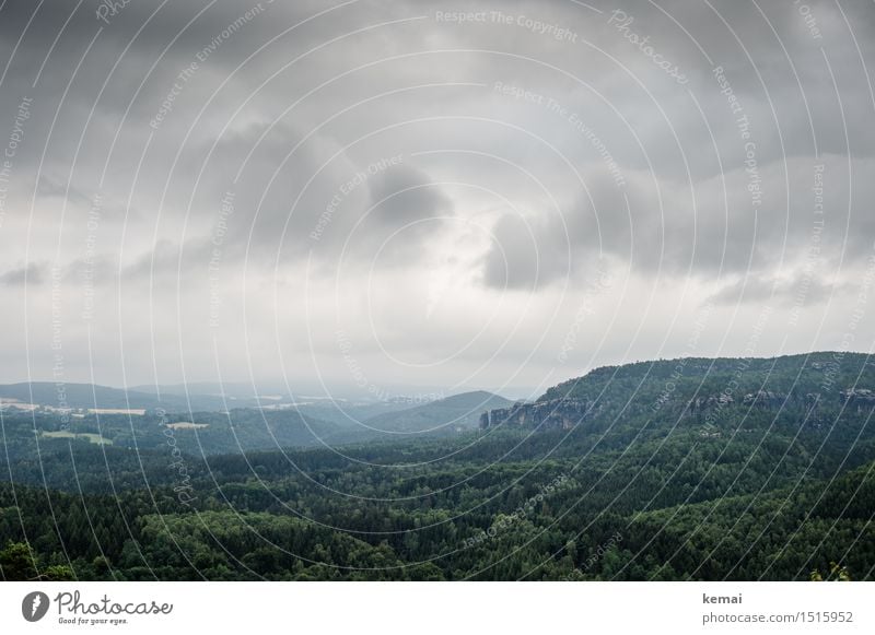 Felsen und Wald Ausflug Abenteuer Ferne Freiheit Umwelt Natur Landschaft Himmel Wolken Sommer schlechtes Wetter Baum Gipfel Sächsische Schweiz