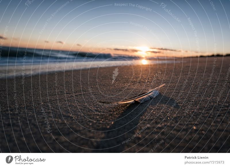 Federleicht schön Ferien & Urlaub & Reisen Abenteuer Freiheit Sonne Strand Meer Wellen Umwelt Natur Landschaft Sand Himmel Wolken Sommer Klima Klimawandel