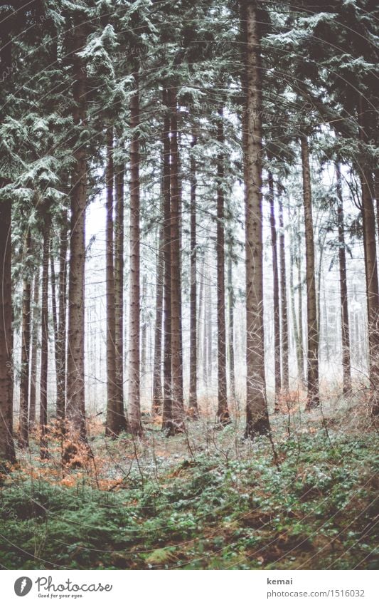 Kaltwald Umwelt Natur Landschaft Pflanze Winter Eis Frost Schnee Baum Wald frisch kalt braun grün ruhig eisig trist Waldeinsamkeit Farbfoto Gedeckte Farben