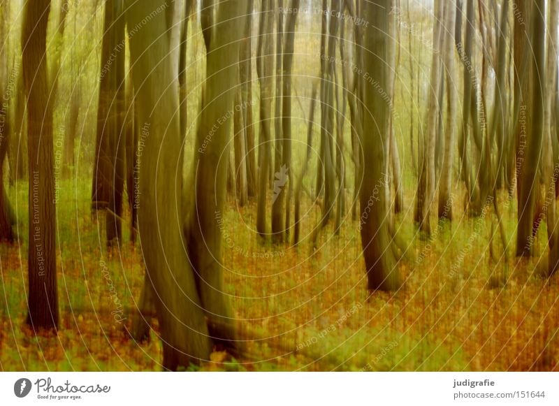 Wald Baum Baumstamm Buche Blatt Natur Umwelt Herbst Laubbaum Bewegung fallen Farbe Dynamik