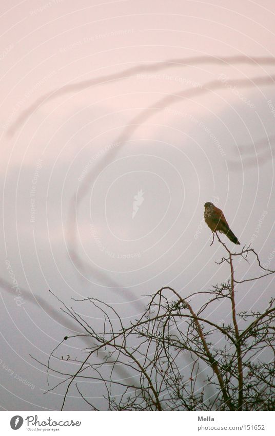 Falkenwinter Vogel Turmfalke Greifvogel Ast Zweig Geäst Sträucher Baum sitzen hocken kahl Winter