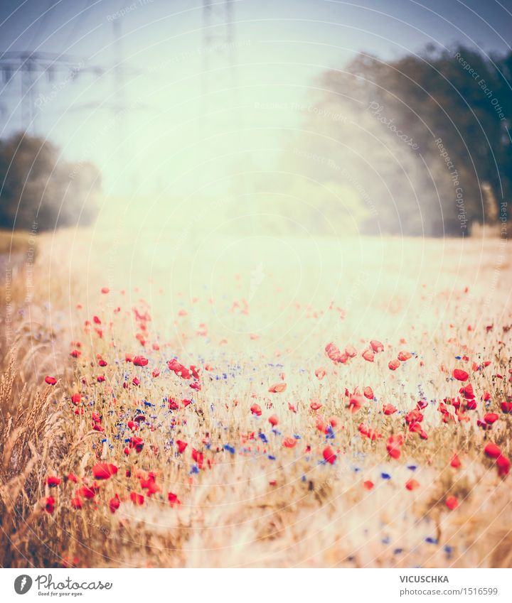 Sommerfeld mit Mohnblumen Lifestyle Design Umwelt Natur Pflanze Sonnenlicht Schönes Wetter Blume Gras Sträucher Blatt Blüte Park Wiese Feld Blühend retro