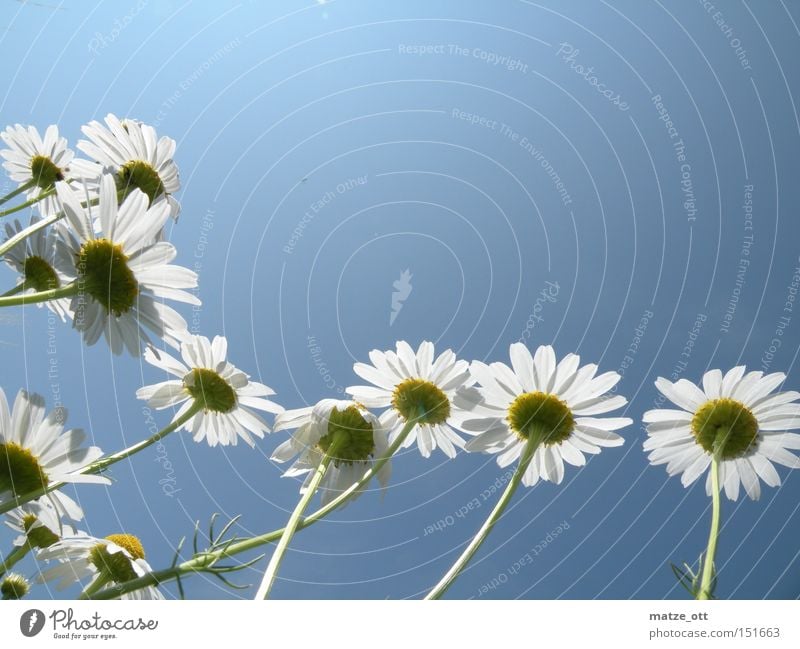 Kleine Blumen ganz groß Makroaufnahme Pflanze Himmel Blüte Sommer Frühling Gänseblümchen Nahaufnahme Sky flowers