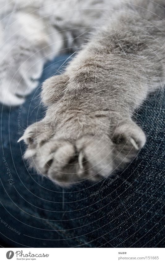 Böse Miez Hose Jeanshose Fell grauhaarig Tier Haustier Katze Krallen Pfote 1 Erholung sitzen kuschlig weich Sicherheit Schutz Geborgenheit Warmherzigkeit