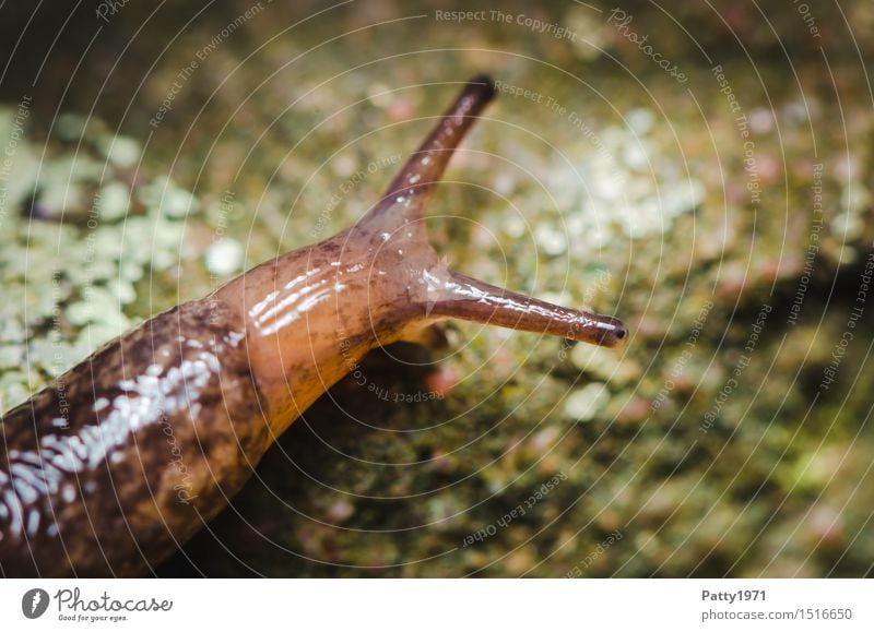 Nacktschnecke Tier Schnecke Nacktschnecken 1 Blick schleimig braun Geschwindigkeit langsam bedächtig Stielauge Außenaufnahme Makroaufnahme Menschenleer Tag