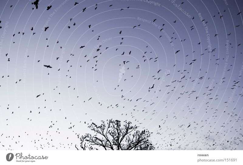 vogelschwarm Vogel Vogelschwarm fliegen Rabenvögel Baum Geäst gruselig Plage falsch Surrealismus Schwarm Luftverkehr vogelflug