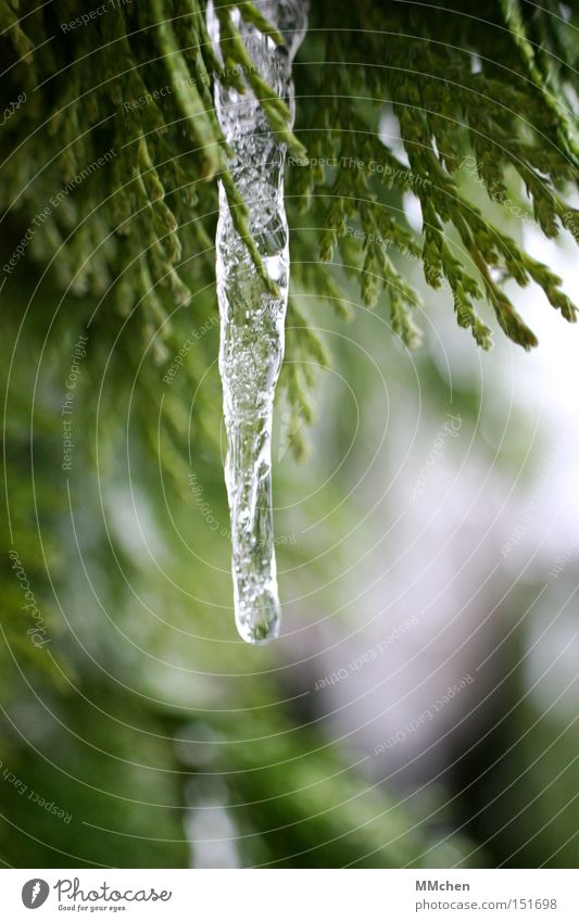 Frisch gezapft Eis Eiszapfen Wasser gefroren grün Winter Eiszeit Park Tropfenbildung