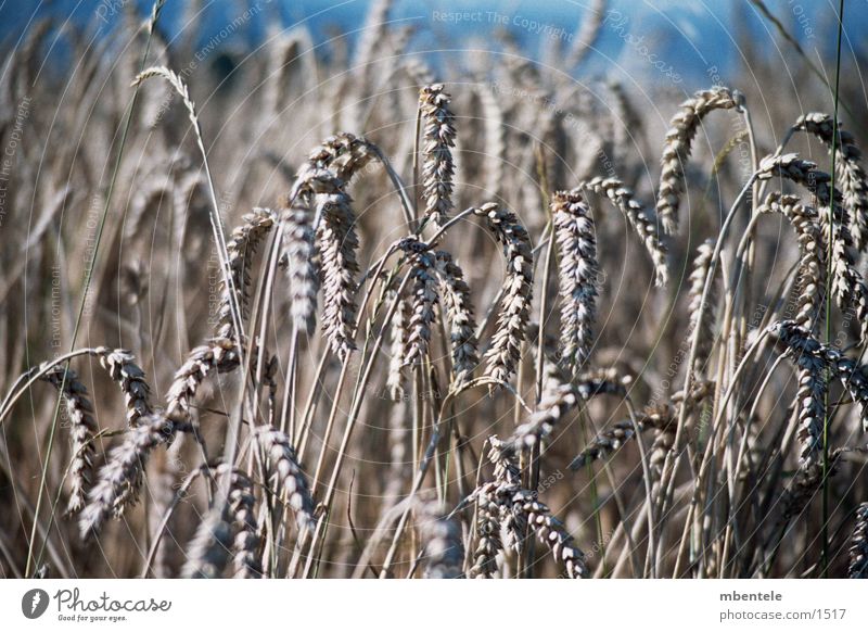 Getreide Feld Herbst Nahaufnahme