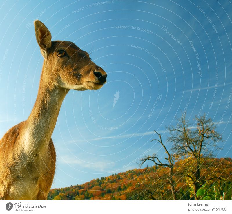 krehmpl Reh Herbst Wald Himmel rotbraun Rehkitz Hirsche Bock Säugetier Rothirsch rehbock Wildtier