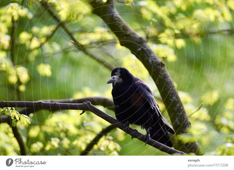 Krähe Crow Bird Tree Beech tree Forest Treetop Leaf Animal Raven birds Branch Twig Ornithology Animal portrait Feather Plumed Black Sit Wild animal Nature Beak